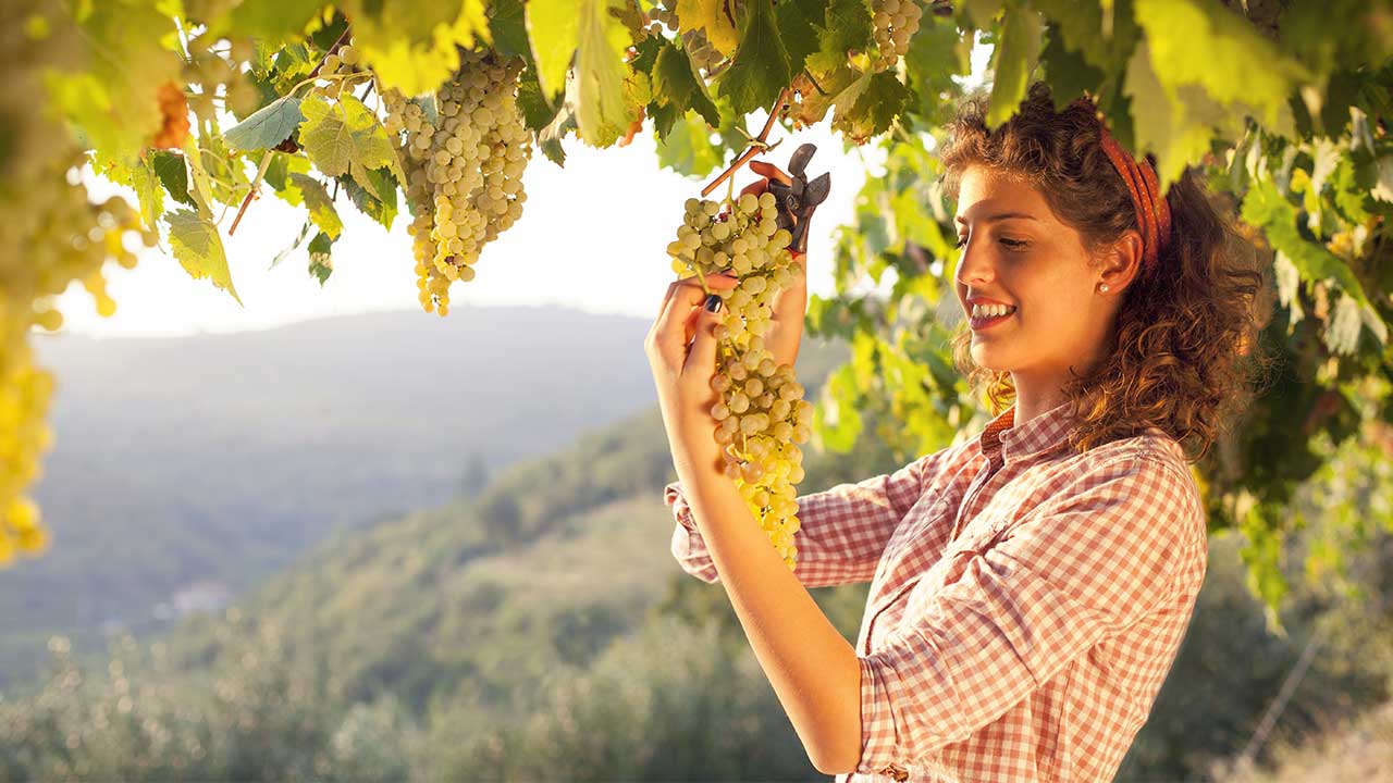 Frau erfreut sich an Weintraubenernte